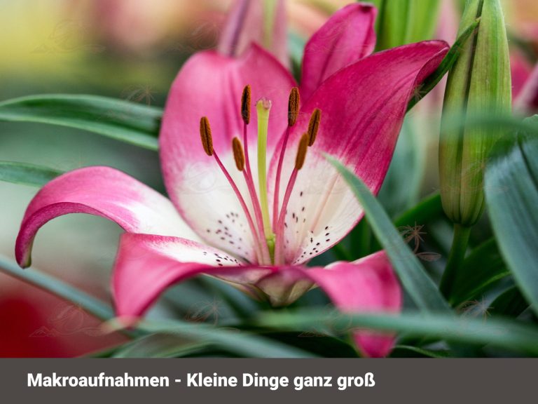 Insekt / Blüte / Tautropfen in Makrofotografie – Fotokunst als Wandbild